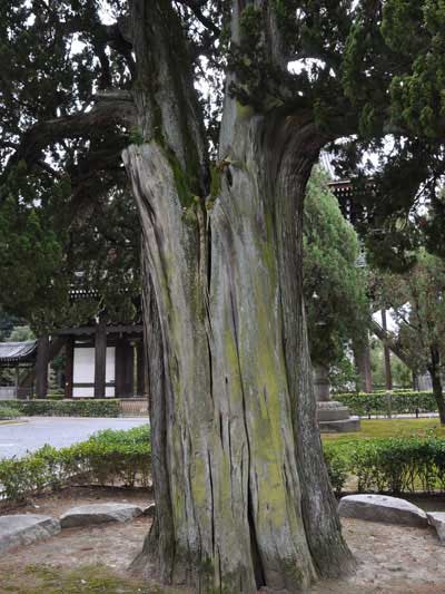 東福寺のイブキ