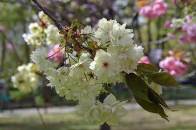 鬱金(ウコン)桜