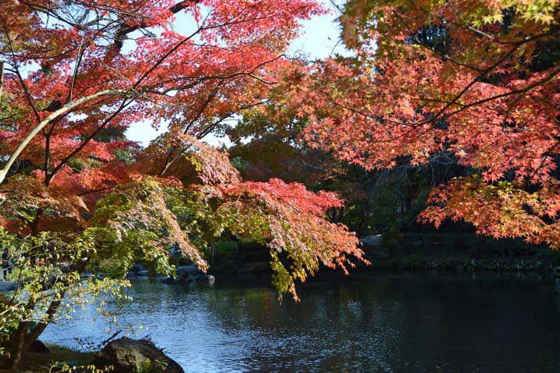 成田山公園の紅葉(竜樹の池)