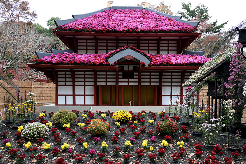 菊まつりイベントの菊の盆景「東大寺」