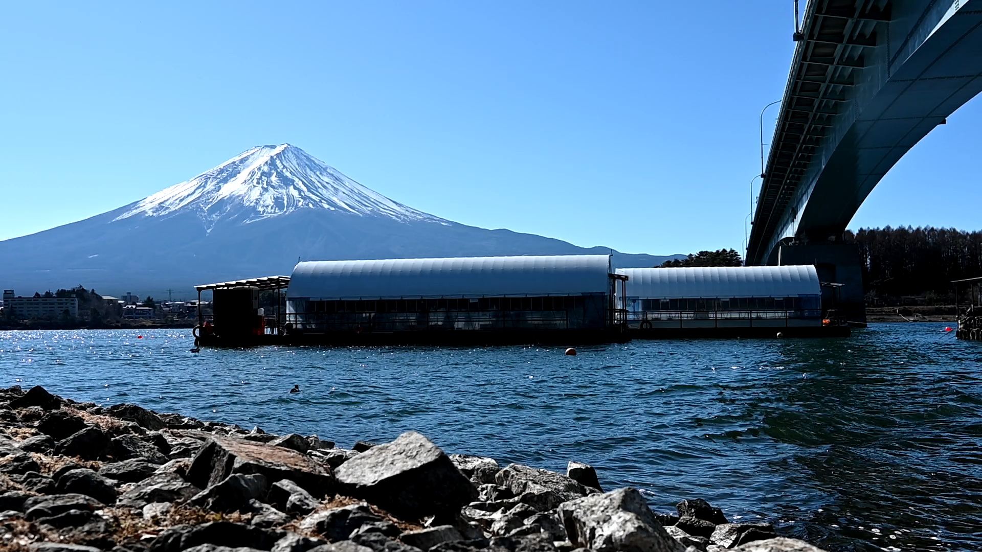 河口湖大橋下のワカサギ釣り「ドーム船」