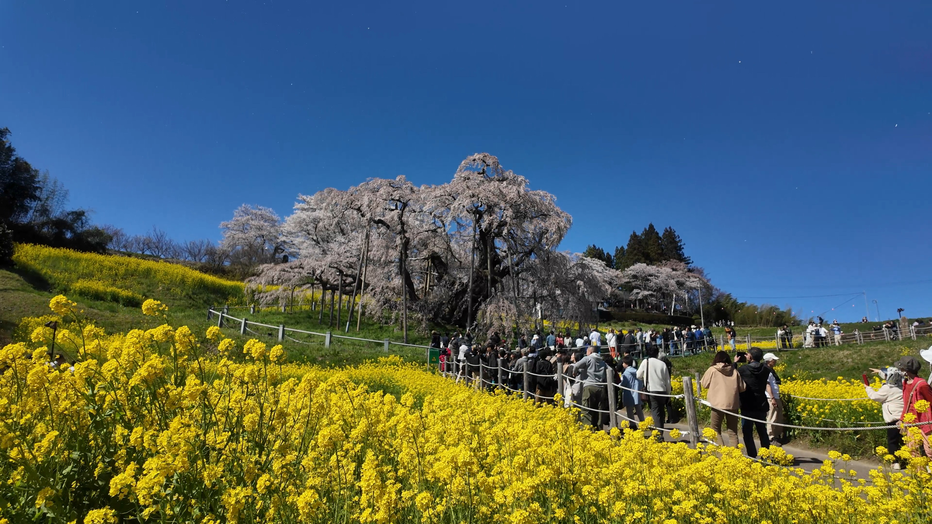 菜の花と三春滝桜