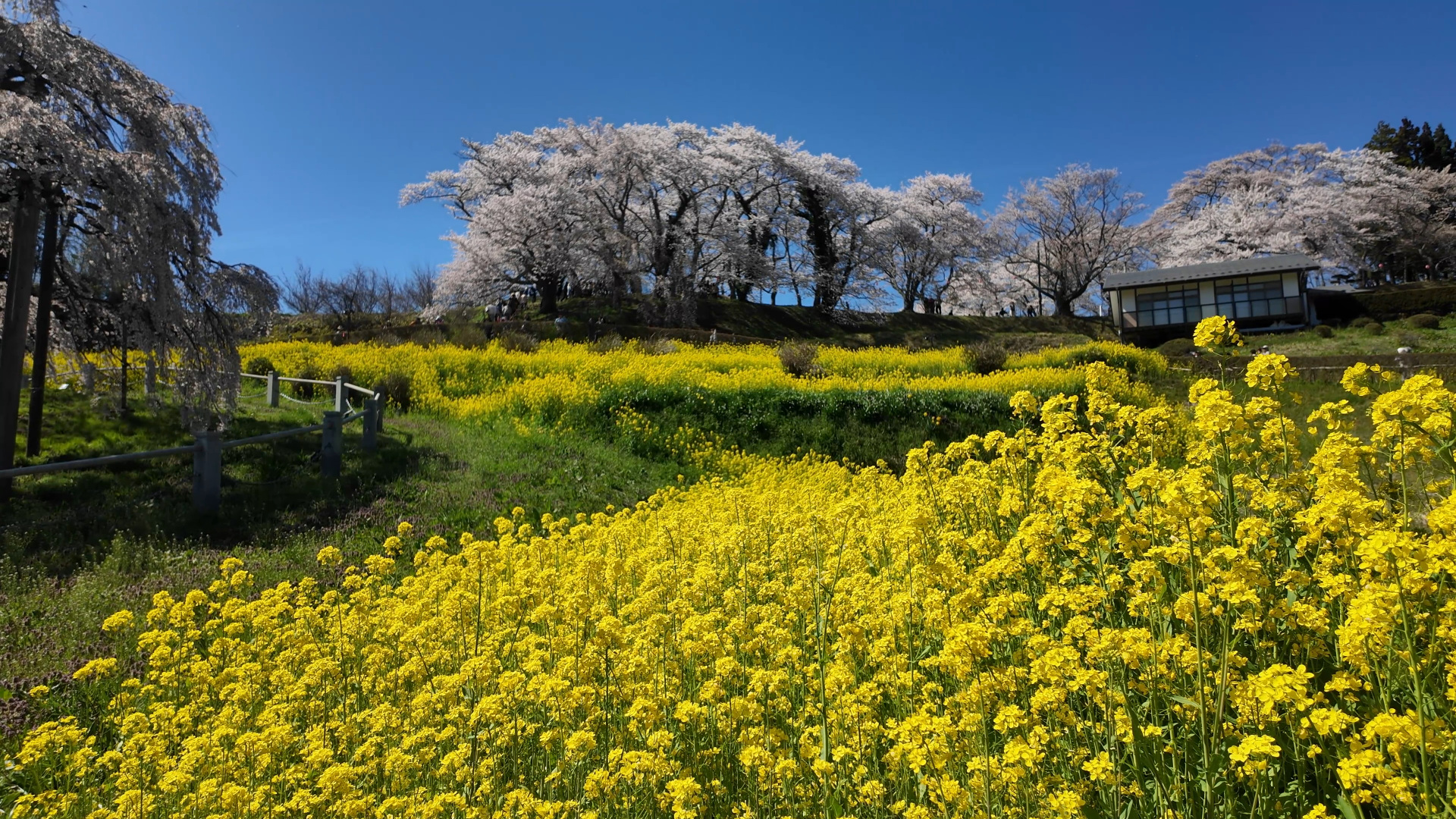 満開の菜の花
