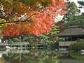 昭和記念公園の紅葉(イチョウ並木)