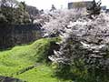 名古屋城の桜(東南隅櫓・天守閣)