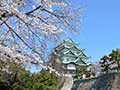 名古屋城の桜満開(正門・西之丸・本丸・天守閣・二之丸広場)