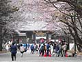 北海道神宮の桜(開拓神社)