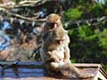 高崎山自然動物園のお猿さん