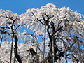 三春滝桜(国指定天然記念物)と菜の花
