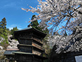 さざえ堂の桜