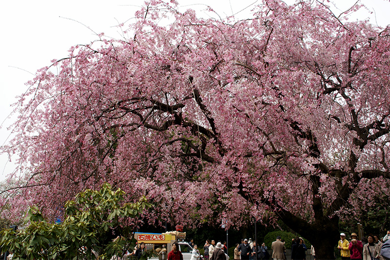 乾門前の枝垂れ桜