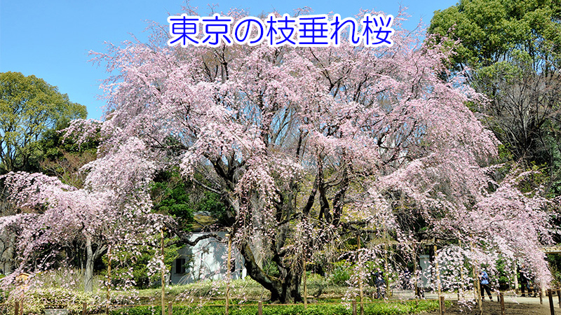六義園 枝垂れ桜