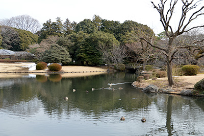 日本庭園(上の池)