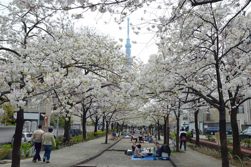 隅田公園の桜まつり 浅草 東京23区ウォーキング 週末ウォーキング