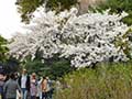 皇居乾通り一般公開の桜(東京)