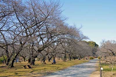 小石川植物園周辺散歩 白山 茗荷谷 東京23区ウォーキング 週末ウォーキング