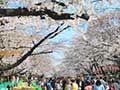上野恩賜公園の桜(さくら通り)