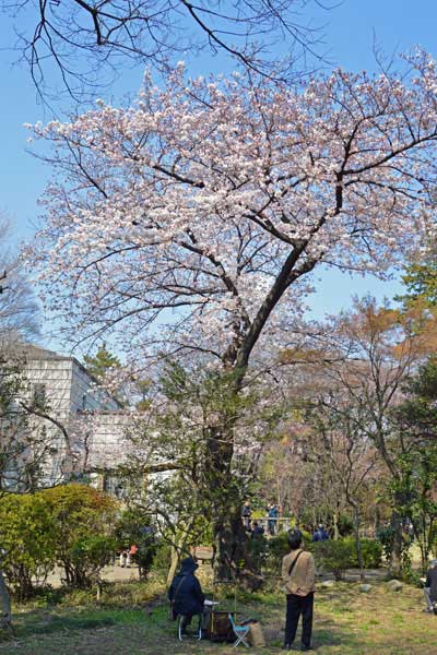 旧渋沢栄一邸の桜
