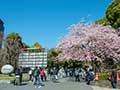 上野恩賜公園の大寒桜