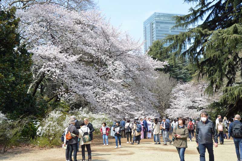 風景式庭園の桜