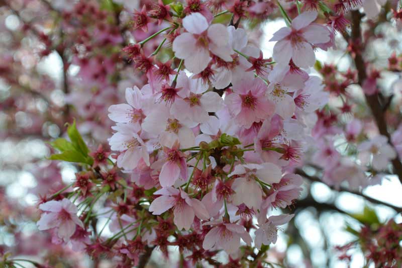 陽光(ヨウコウ)桜