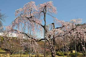 小石川後楽園 桜