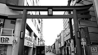 鶴岡八幡宮 源平池のハス