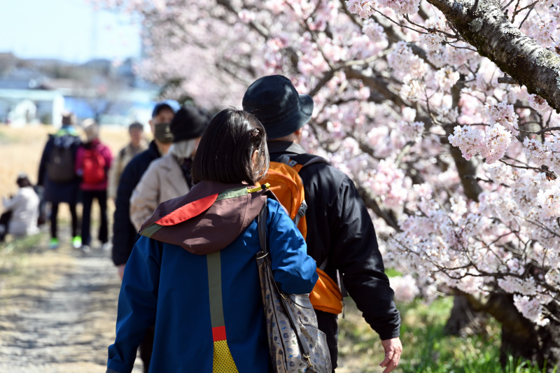 南足柄の「春めき桜」満開