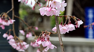 本覚寺の枝垂れ桜見頃(鎌倉)