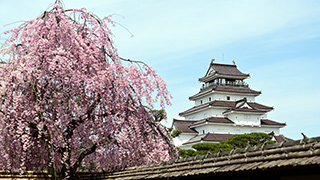 会津若松 鶴ヶ城(桜まつり)