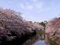 弘明寺・大岡川の桜