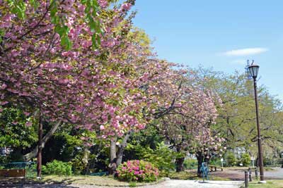 八重桜とソメイヨシノ