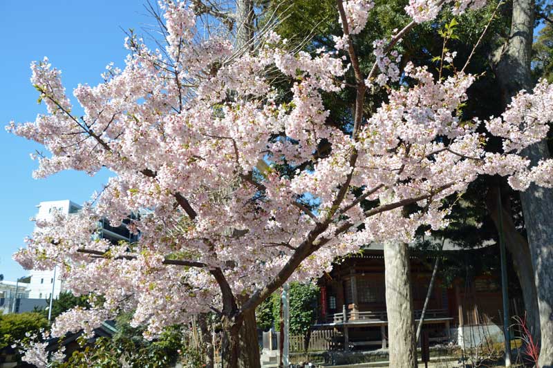 満開の玉縄桜