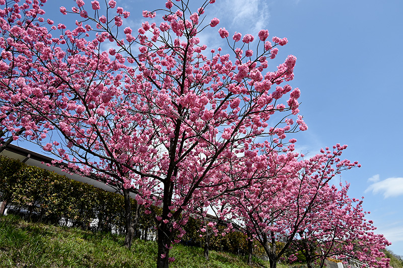 神社前の横浜緋桜