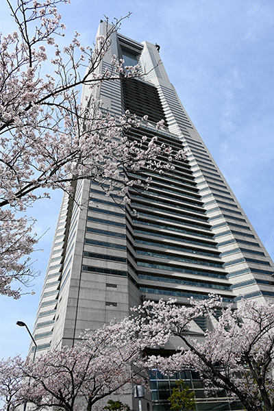 青空に映える横浜ランドマークタワーと桜