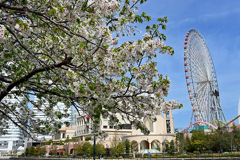 大島桜と大観覧車
