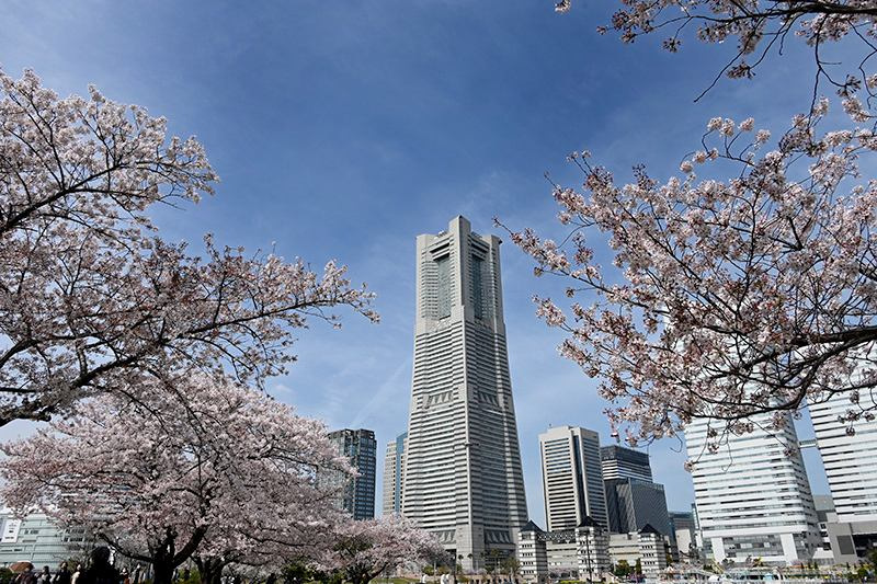 汽車道の桜と横浜ランドマークタワー