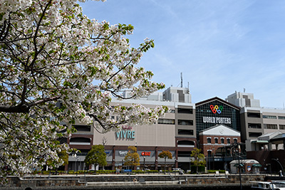 大島桜と横浜ワールドポーターズ
