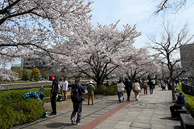 汽車道の桜並木