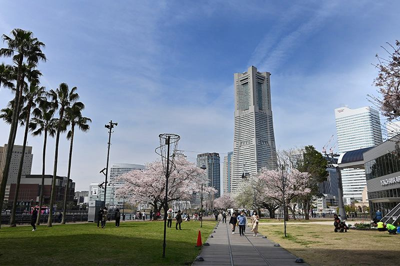 横浜ランドマークタワーと汽車道の桜並木