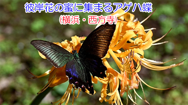 神彼岸花の蜜に集まるアゲハ蝶(横浜・西方寺)
